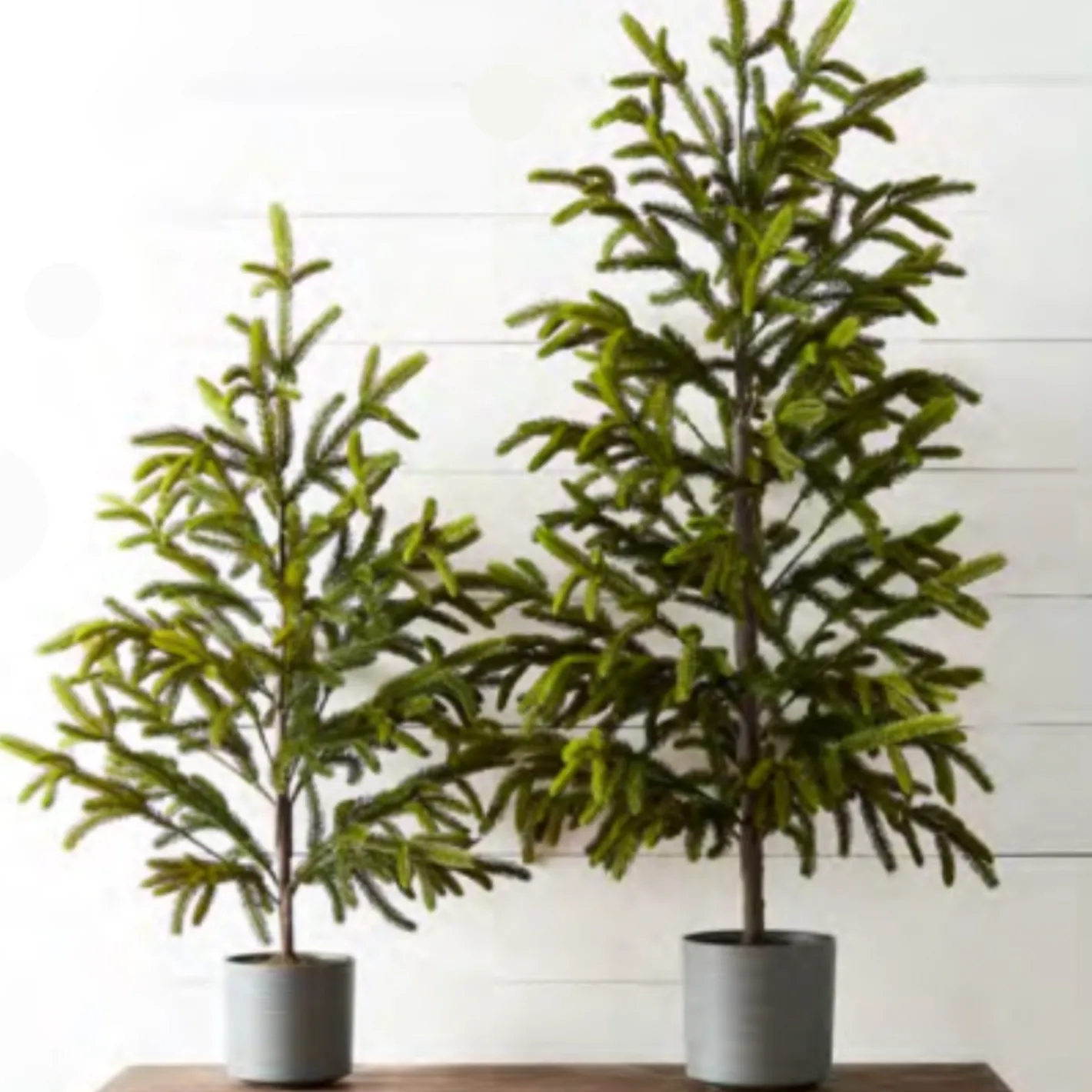 Raz Imports Raz 47" or 60" Potted Noble Fir Tabletop Christmas Tree Sale