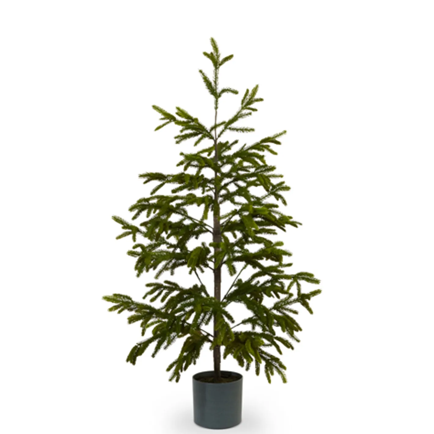 Raz Imports Raz 47" or 60" Potted Noble Fir Tabletop Christmas Tree Sale