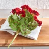 Raz Imports Raz 18" Red Geranium Bush Spring Floral Spray F3702142 Online